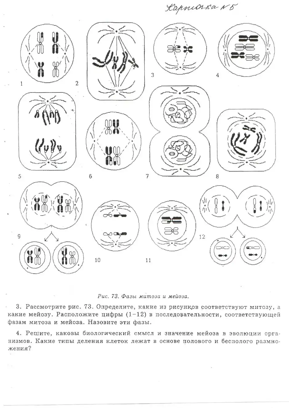 Стадии митоза и мейоза рисунки