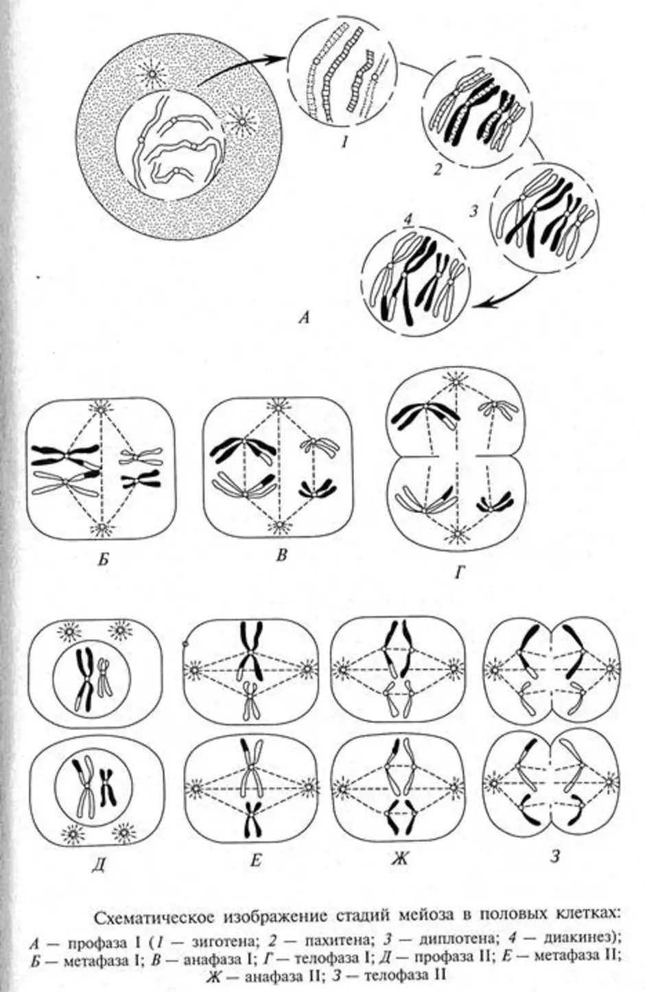 Стадии мейоза рисунки. Схема мейоза редукционное деление. Схема мейоза кратко. Фазы мейоза схема. Фазы мейоза рисунки.