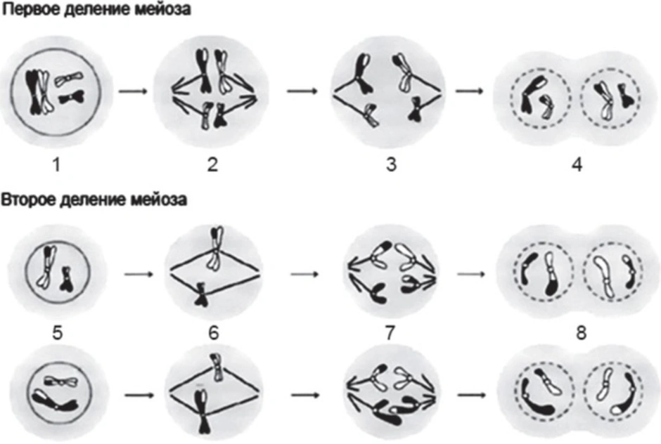 Деление клеток мейоз 1 и мейоз 2. Мейоз схема ЕГЭ. Фазы деления мейоза ЕГЭ. Фаза первого деления мейоза рисунок. Схема метафазы мейоза 1 2n=6.