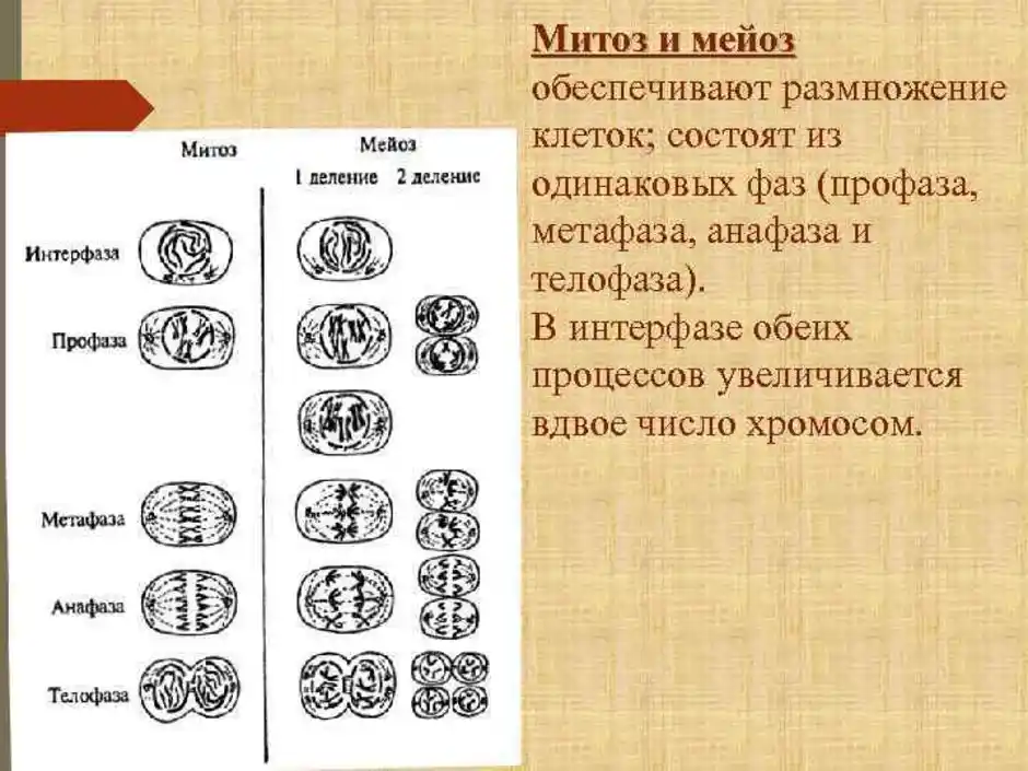 Результат профазы 1. Митоз и мейоз стадии деления. Схемы фаз митоза и мейоза. Фазы митоза и мейоза рисунки. Схема митоза и мейоза.