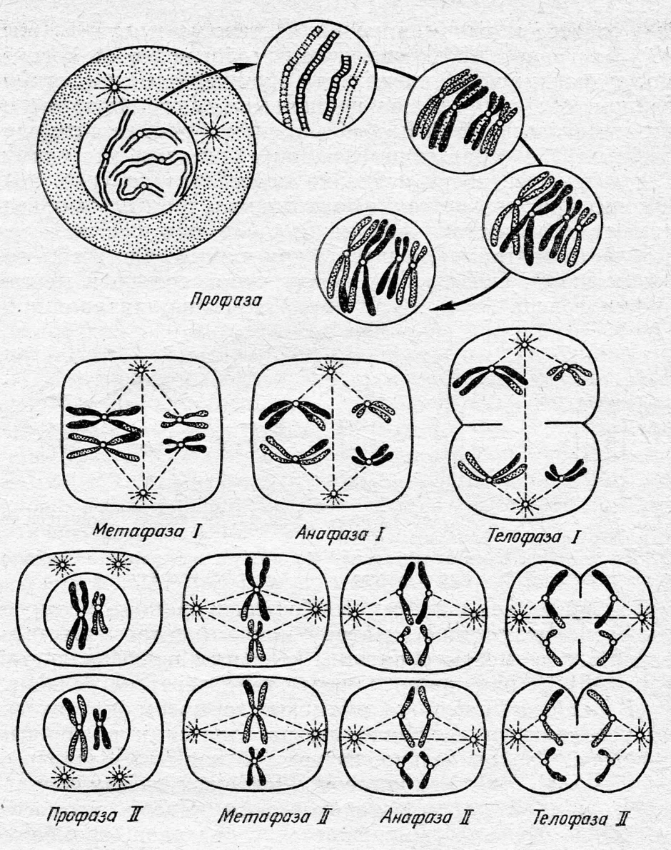 Фазы мейоза рисунок