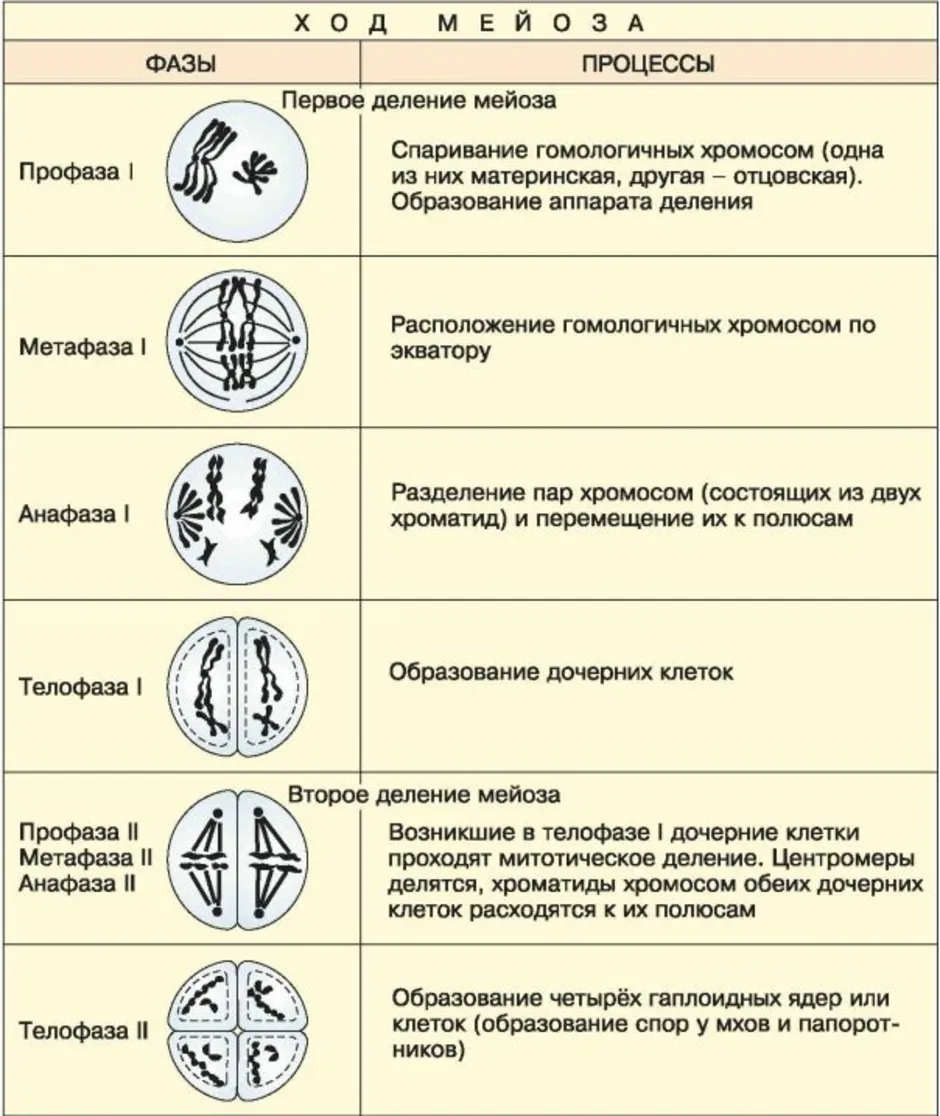 Мейоз картинки по фазам