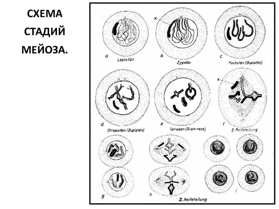 Мейоз картинки по фазам