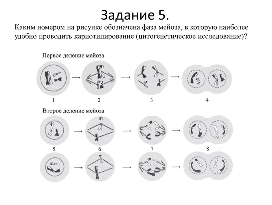 Фазы деления днк