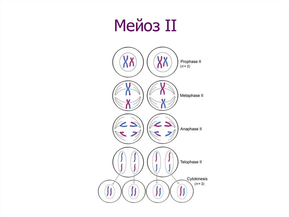 Мейоз простой рисунок. Сравнение митоза и мейоза таблица сходство и различие.