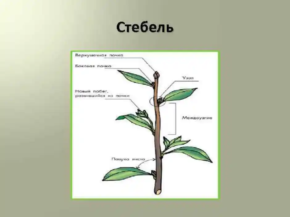 Тема стебель по биологии 6