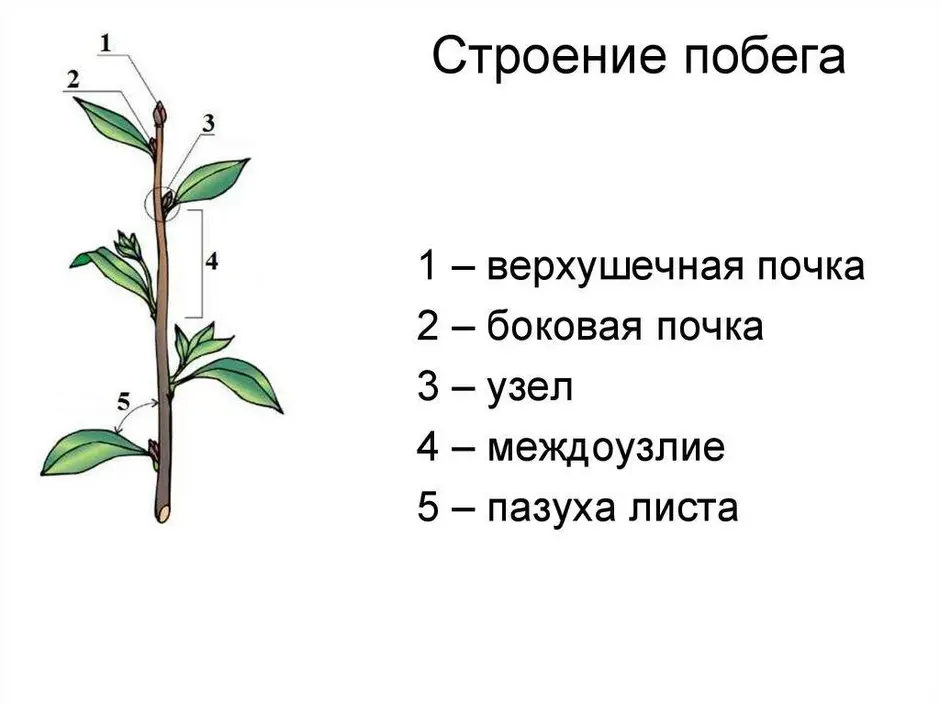 Каково строение вегетативных органов злаковых растений сделай рисунок листа