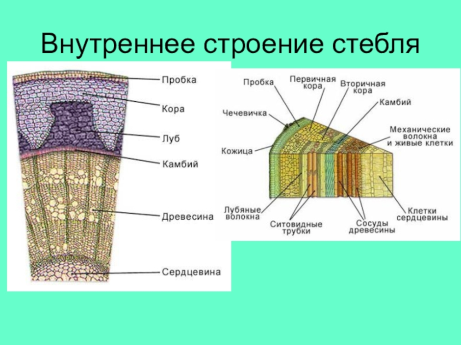 Ткани образующие стебель. Поперечное сечение стебля растения древесина. Внутреннее строение стебля древесина. Внутреннее строение побега. Строение стебля Ксилема.