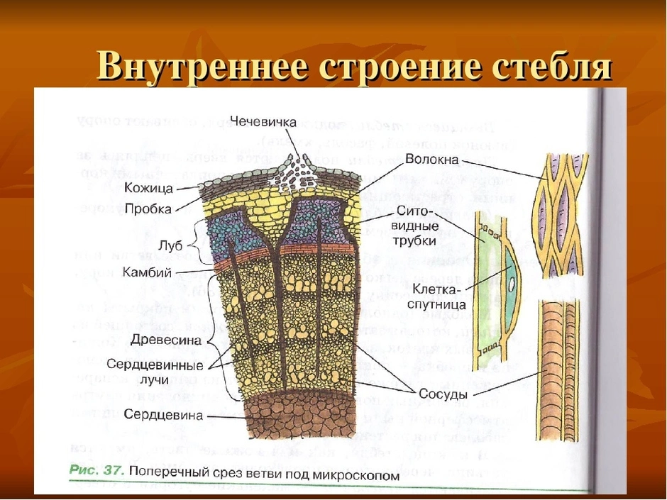 Строение стебля рисунок без подписей