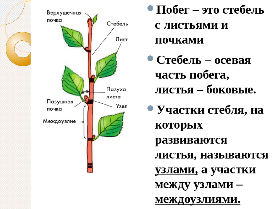 На стебле расположены очень мелкие. Побег (строение и функции стебля, листа и почки). Строение почки и побега. Внешнее строение побега. Строение листовой почки.