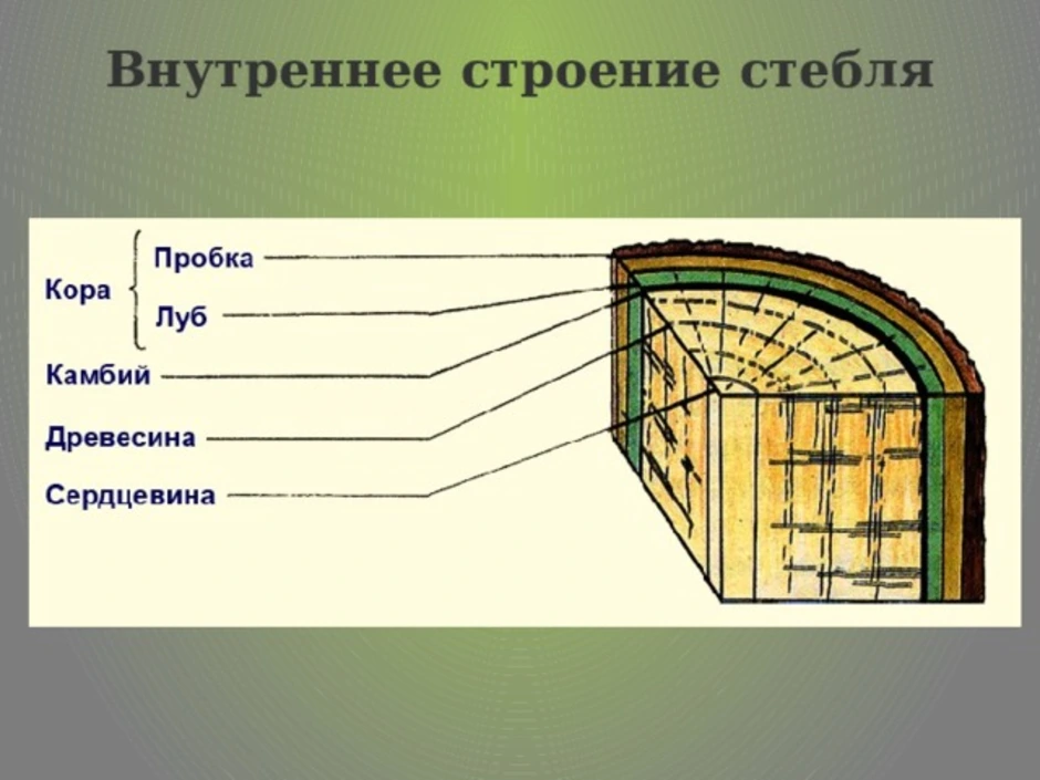 Биология 6 класс строение стебля