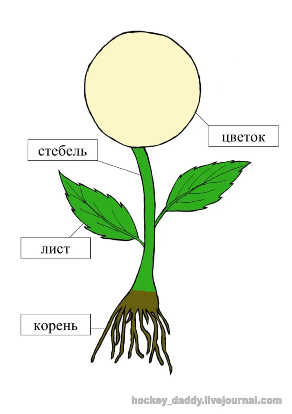 Строение цветка для дошкольников картинки