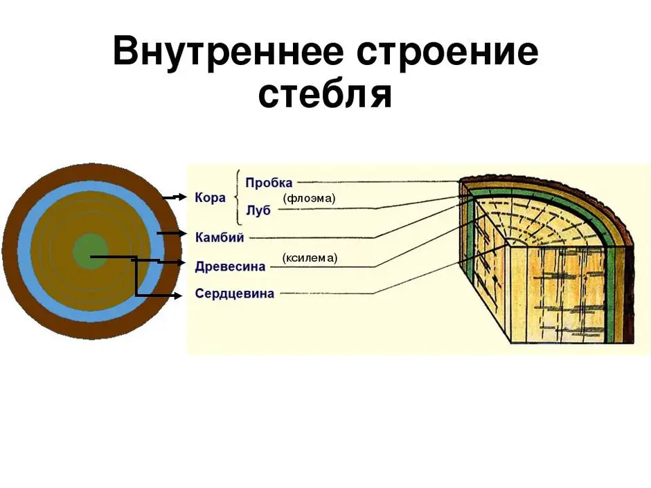 Какие структуры внутреннего строения стебля обозначены на рисунке буквами а б в какие функции