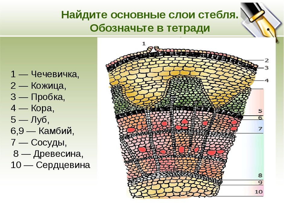 На рисунке изображен фрагмент внутреннего строения стебля многолетнего растения какой цифрой камбий