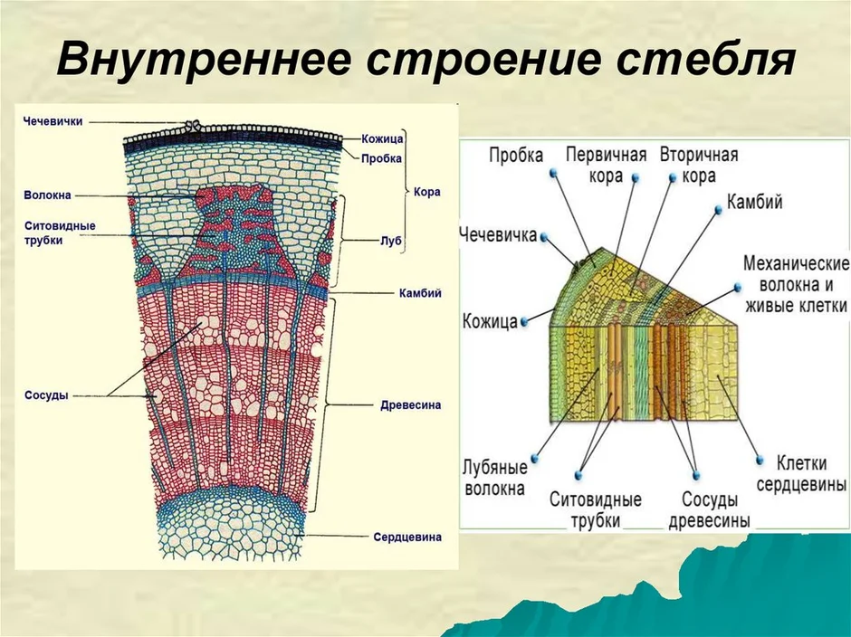 Рассмотри рисунок расположи слои стебля по предложенным номерам и назови из каких тканей они состоят