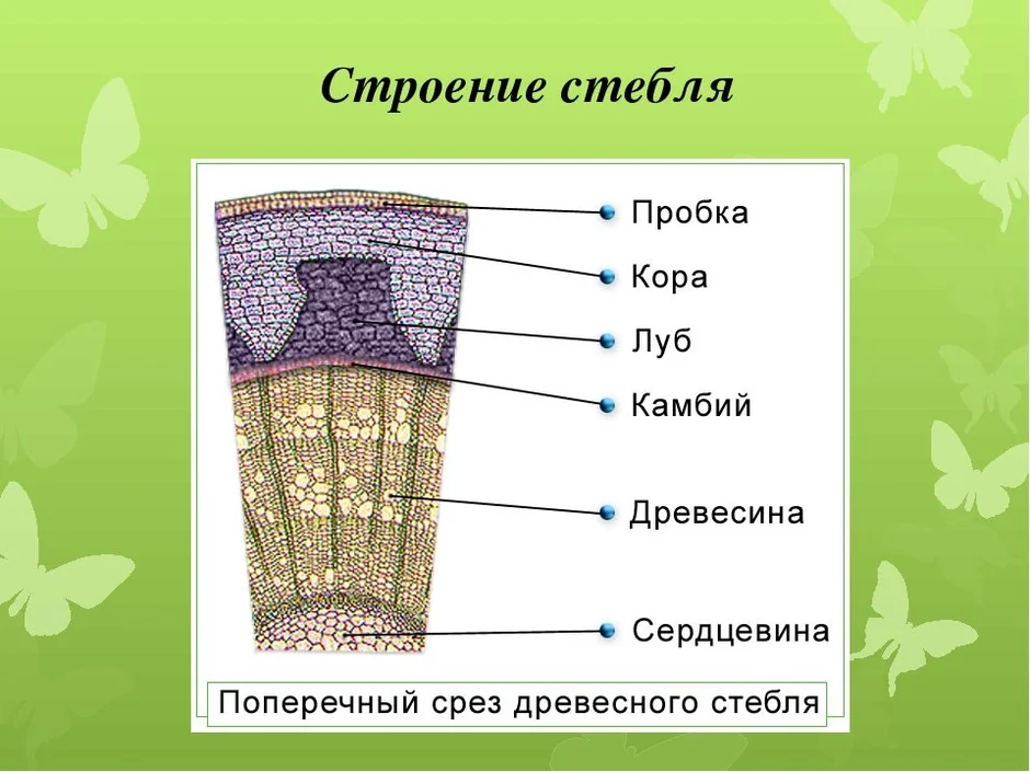 Какой буквой на рисунке обозначен слой древесного стебля древесина