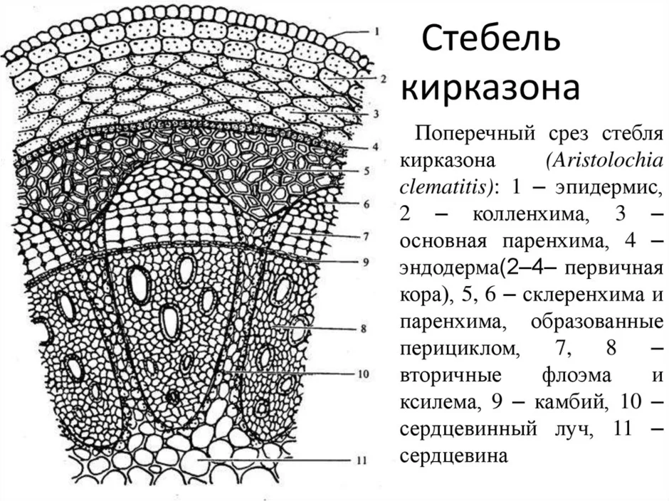 Строение стебля рисунок