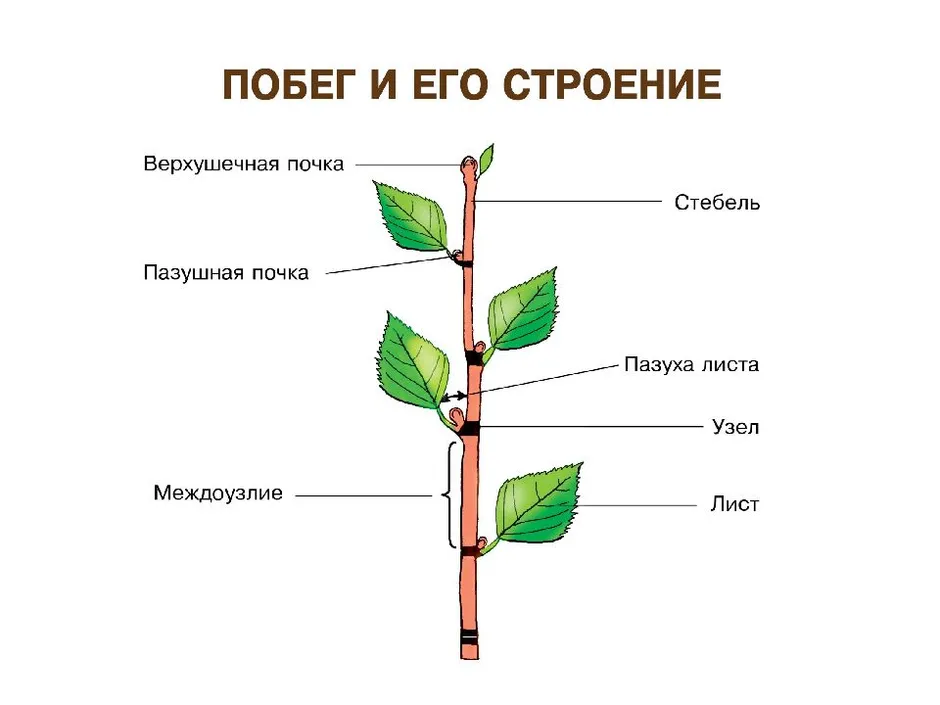 Схема строение побега