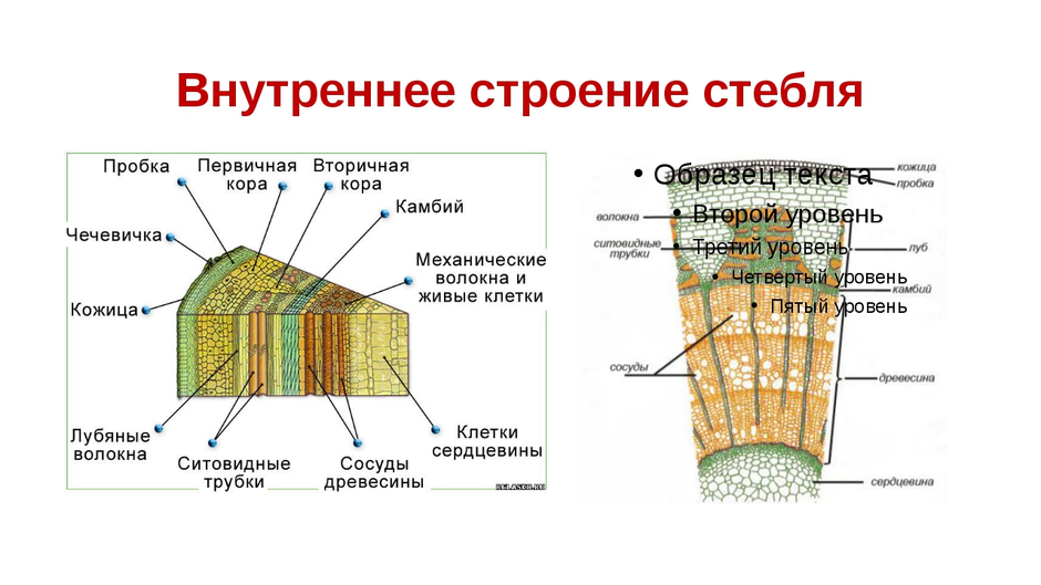 Вторичное строение стебля рисунок