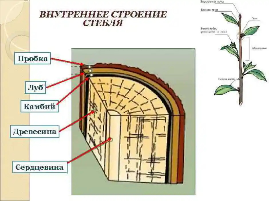 Внутреннее строение ветки дерева 6 класс. Строение поперечного сечения стебля растения. Поперечное сечение стебля растения древесина. Поперечное сечение стебля Луб. Изображение поперечного сечения стебля растения.