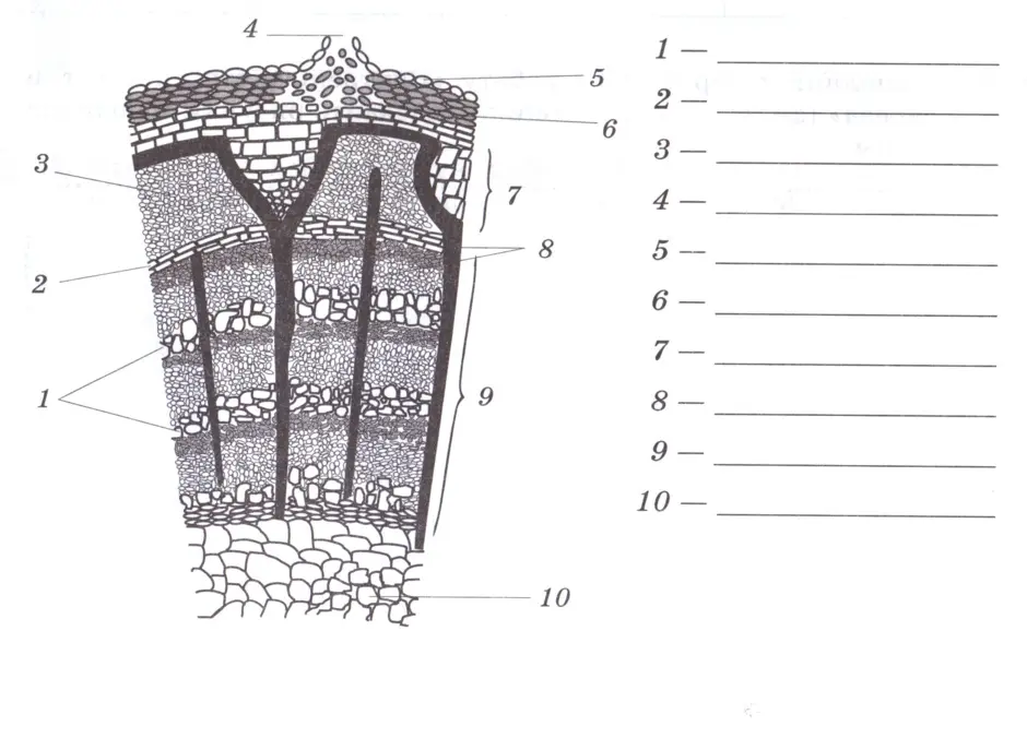 На рисунке изображен фрагмент внутреннего строения стебля многолетнего растения какой цифрой камбий