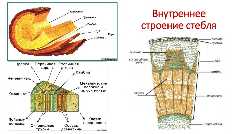 Рассмотри рисунок расположи слои стебля по предложенным номерам и назови из каких тканей они состоят