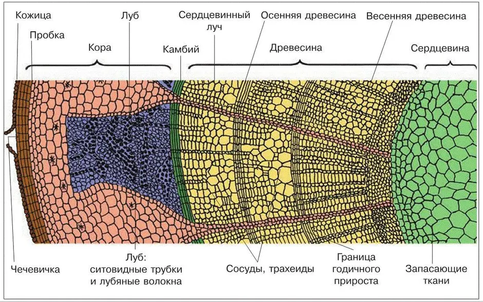 Нарисовать внутреннее строение стебля