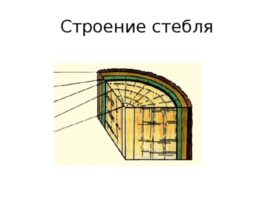 3 4 стебля. Клеточное строение стебля. Строение стебля внутреннее строение. Внутреннее строение стебля дерева рисунок. Строение стебля биология.