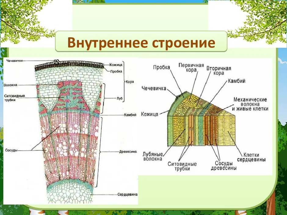 Нарисовать внутреннее строение стебля