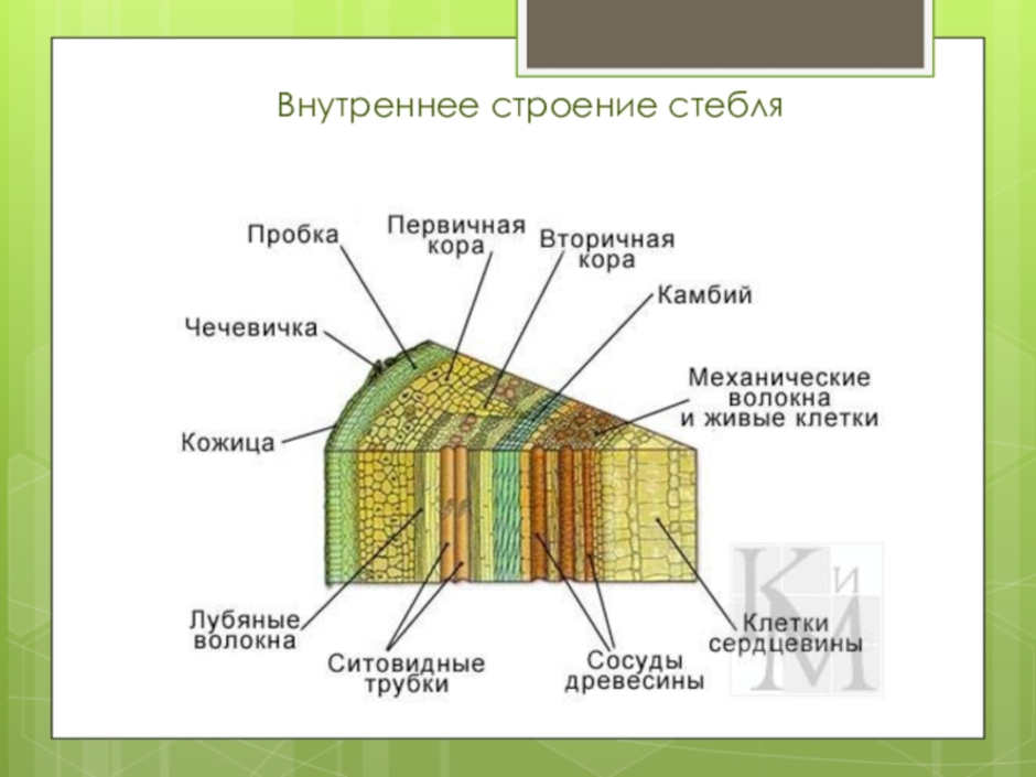 Какие структуры внутреннего строения стебля обозначены на рисунке буквами а б в какие функции