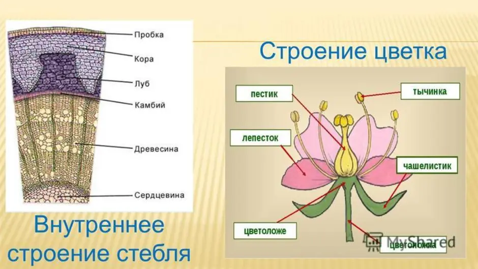На рисунке 1 изображено растение и внутреннее. Схема внутреннего строения стебля биология. Строение стебля цветковых растений. Строение стебля цветка 6 класс. Строение тканей стебля древесного растения.