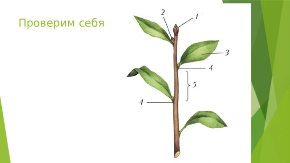 Стебель растения картинка