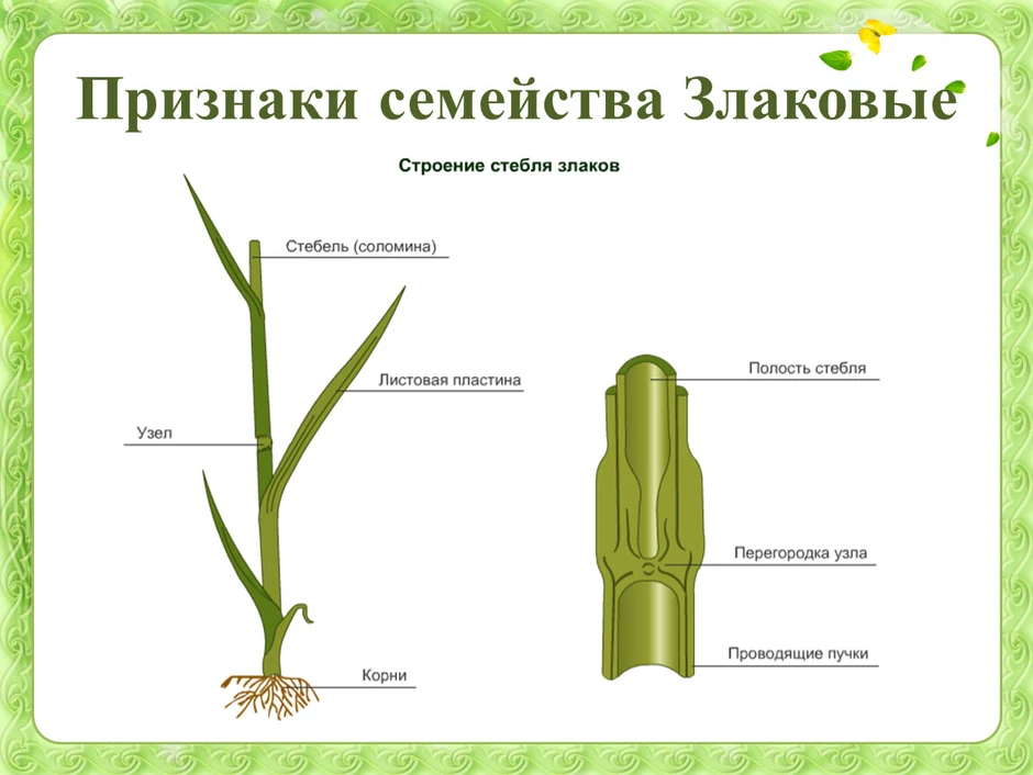 Каково строение вегетативных органов злаковых растений сделай рисунок листа