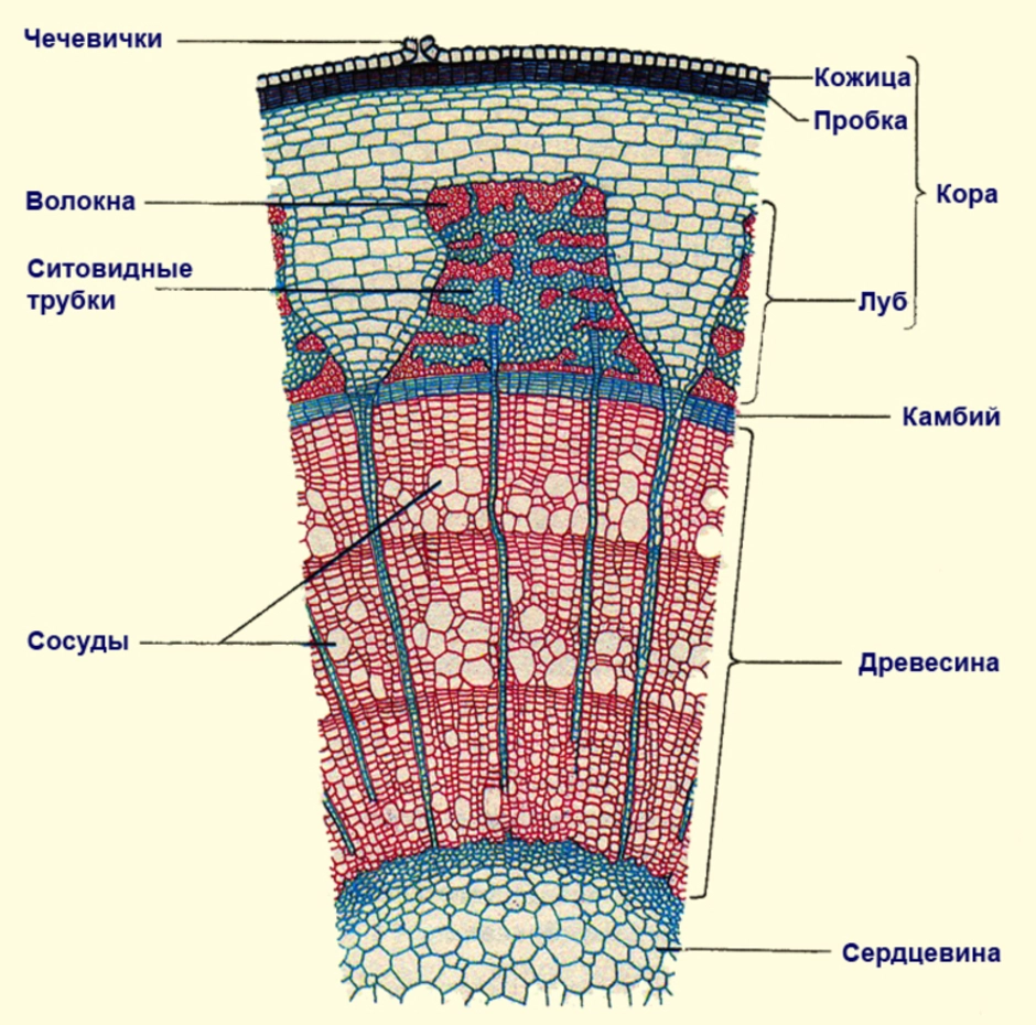 Строение стебля рисунок без подписей