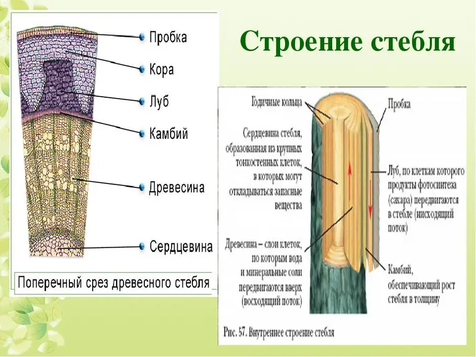 Рассмотри рисунок расположи слои стебля по предложенным номерам и назови из каких тканей они состоят