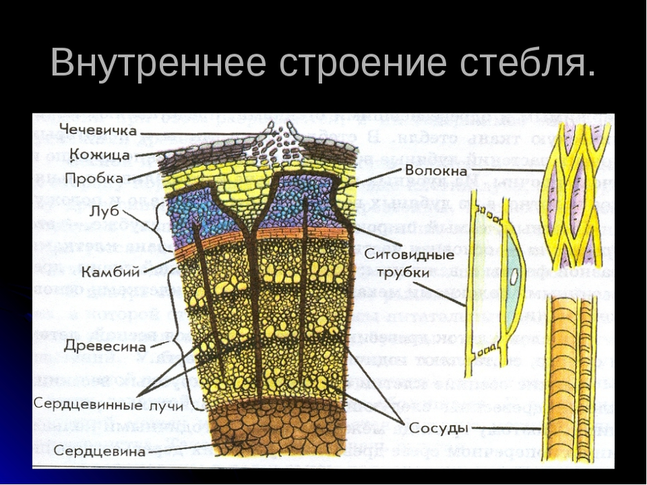 Презентация строение стебля 6 класс биология пасечник