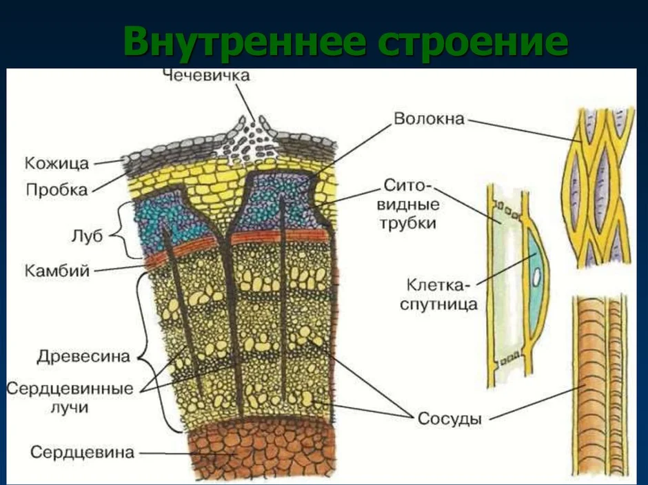 Типы строения стеблей. Внутреннее строение стебля древесина функции. Внутреннее строение стебля пшеницы. Внутреняя строение стебля. Деревянистый стебель.