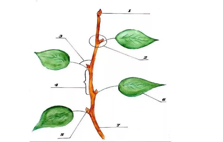 Стебель на рисунке обозначен цифрой