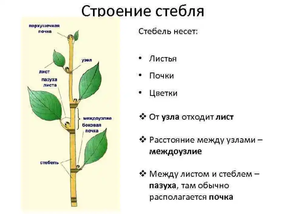 Узлами побега называют. Внешнее строение стебля. Строение побега растения черешок. Строение стебля цветковых растений. Структура побега древесного растения.