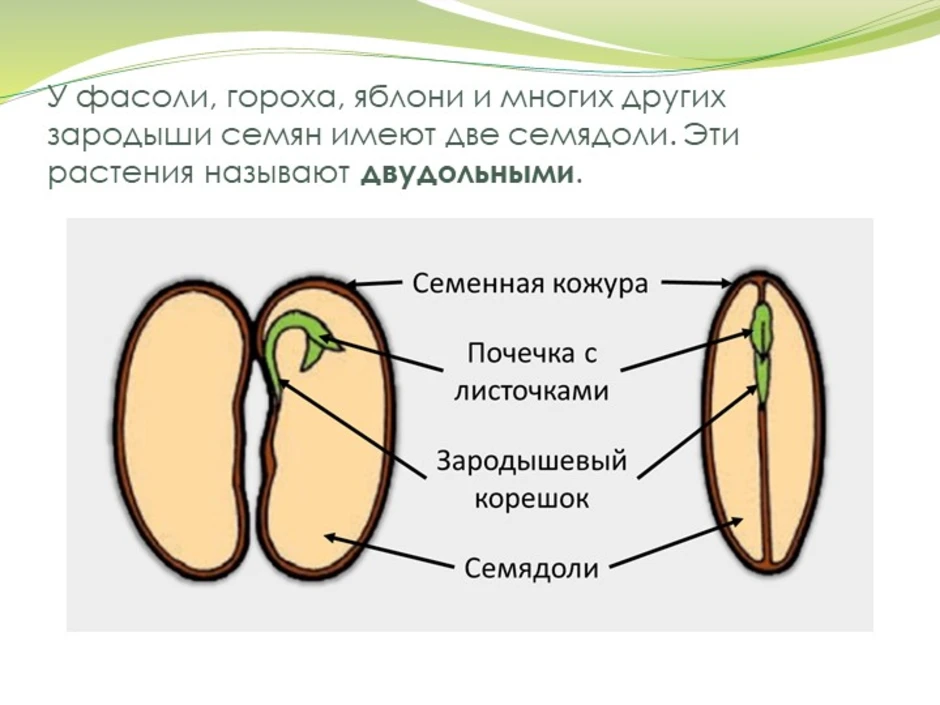 Состав семени фасоли в сформированном зародыше. Семенная кожура семядоли. Семядоли фасоли. Строение семядоли. Строение семени двудольного растения.