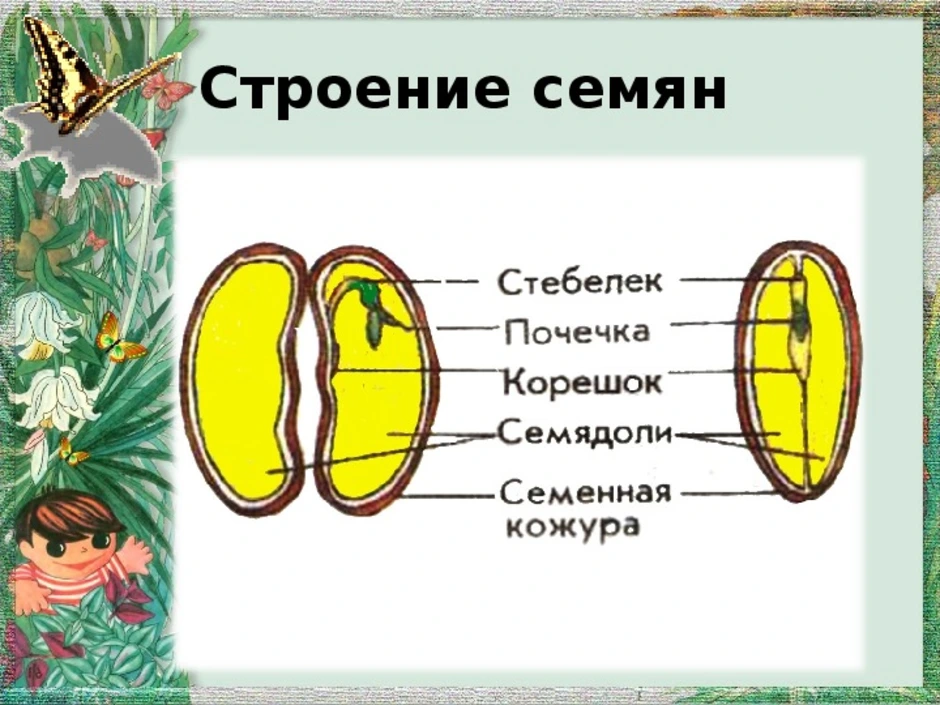 Из чего состоит семя 6 класс. Строение семени 6 класс схема. Строение семени 5 класс биология. Семена строение семян. Семя строение семени.