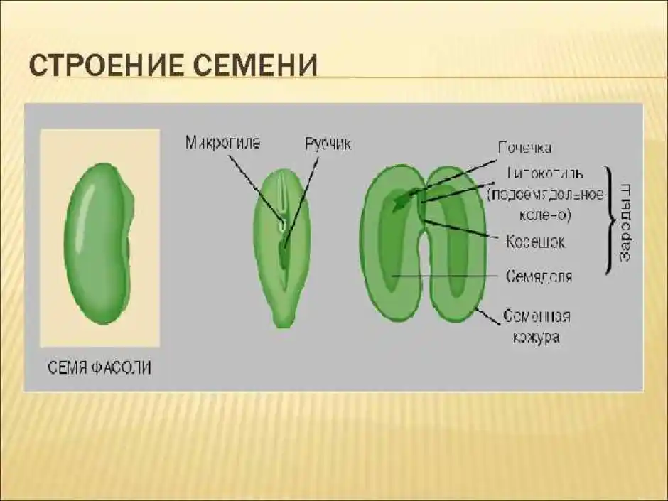 Структура семени томата