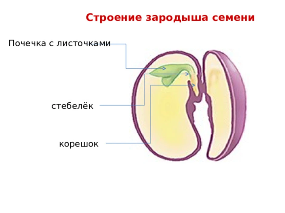 Семя состоит из семенной. Семенная кожура зародышевый корешок зародышевая почечка. Строение семени пшеницы зародышная почечка. Строение семениродыша. Строение зародыша двудольного.