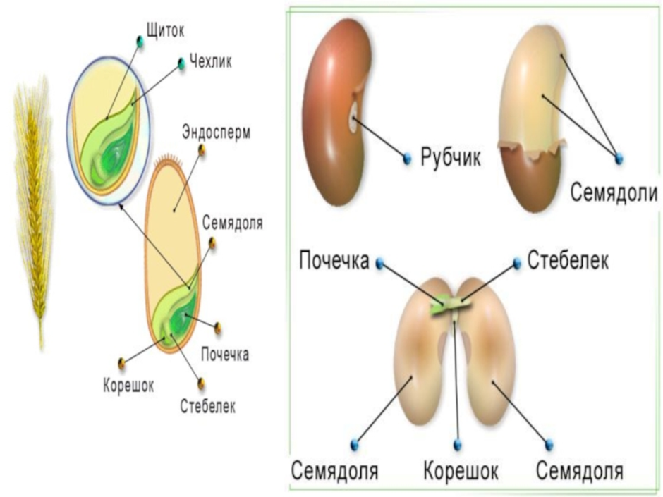 3 функция семени. Семена двудольных растений с эндоспермом. Эндосперм в семени фасоли. Части семени 1) эндосперм 2) семядоли. Эндосперм зародышевый корешок семядоля.
