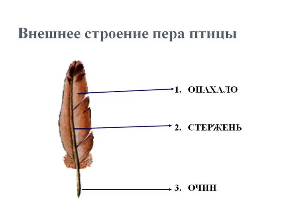 Контурное перо птицы строение и рисунок основные части