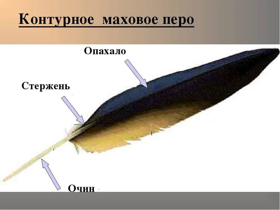 Каково строение пера птицы. Маховое перо птицы строение. Строение махового пера у птиц. Контурное маховое перо строение. Пуховое перо птицы строение.