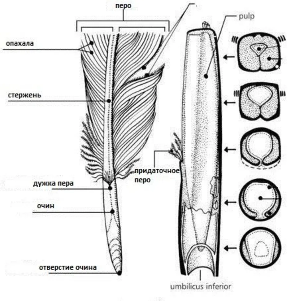 Схема перо птицы