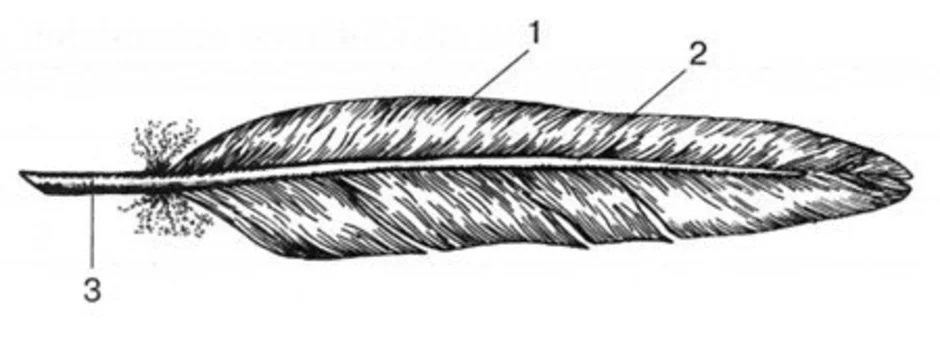 Строение пухового пера птицы рисунок с подписями