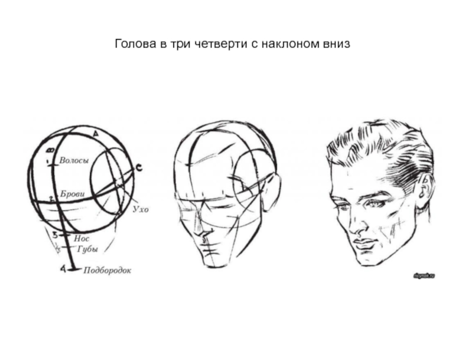 Положение затылка. Схема построения головы человека. Рисование головы. Голова в три четверти рисунок. Рисование головы в три четверти.