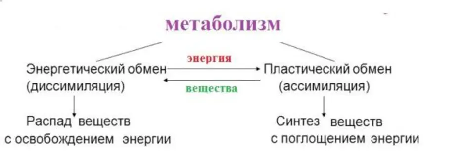 Обмен веществ функции таблица